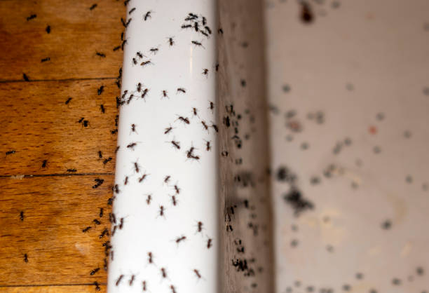 Insect Control in Estacada, OR